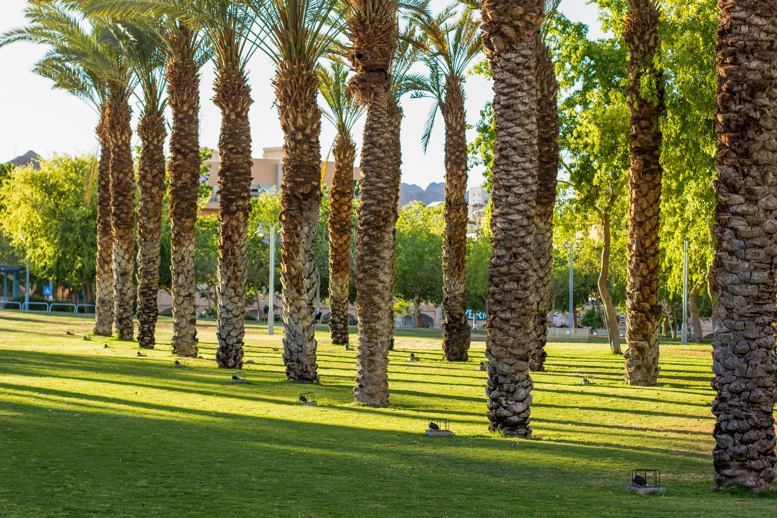 Why work in Al Ahsa Pulse Jobs